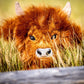 Highland cow driver cover featuring a cute illustration of a Highland cow against a colorful background.